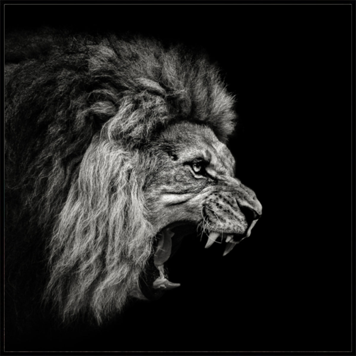 Lion rugissant féroce