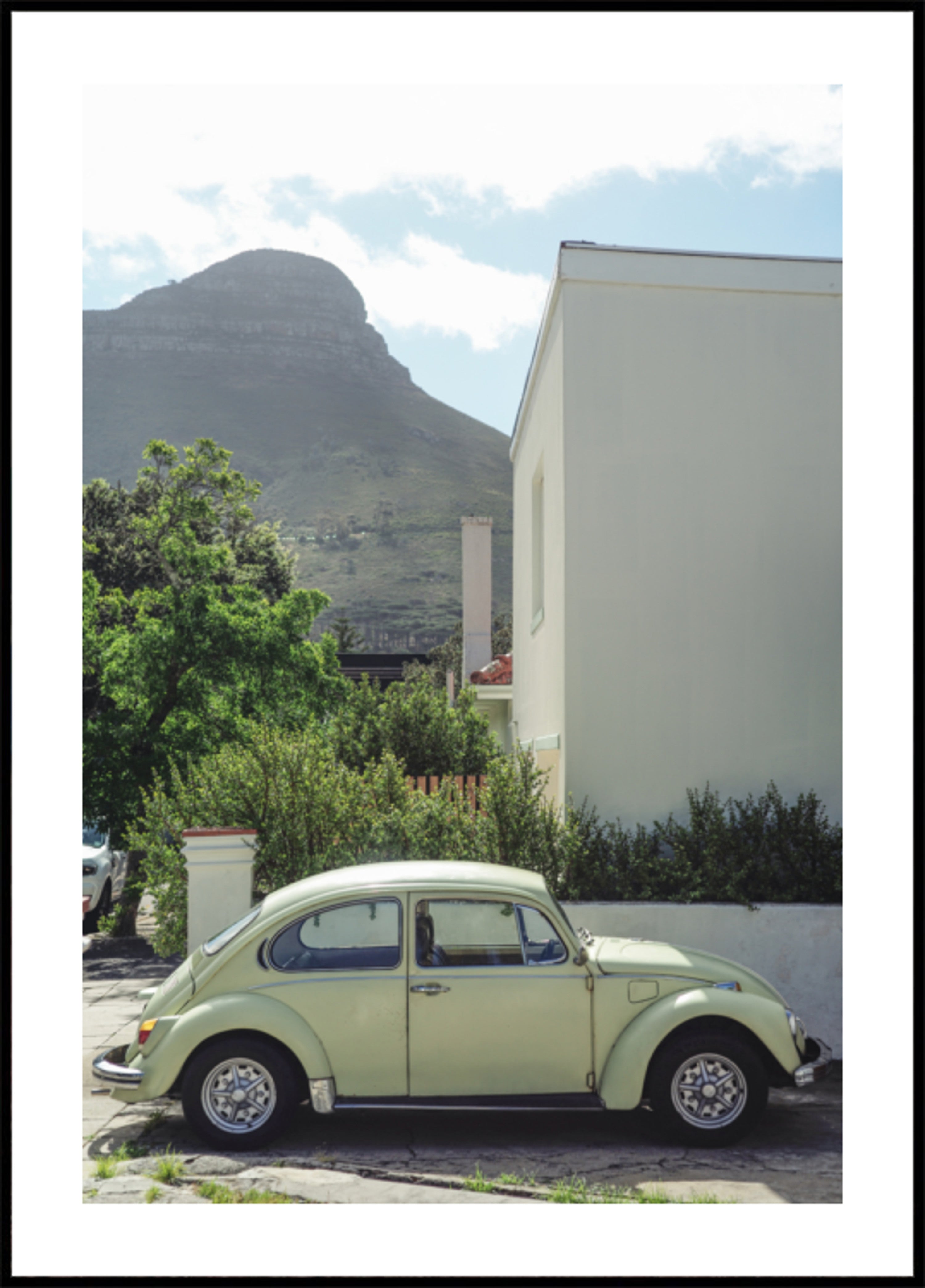 Montagne Beetle du Cap