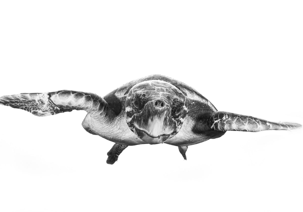 Tortue de mer gracieuse