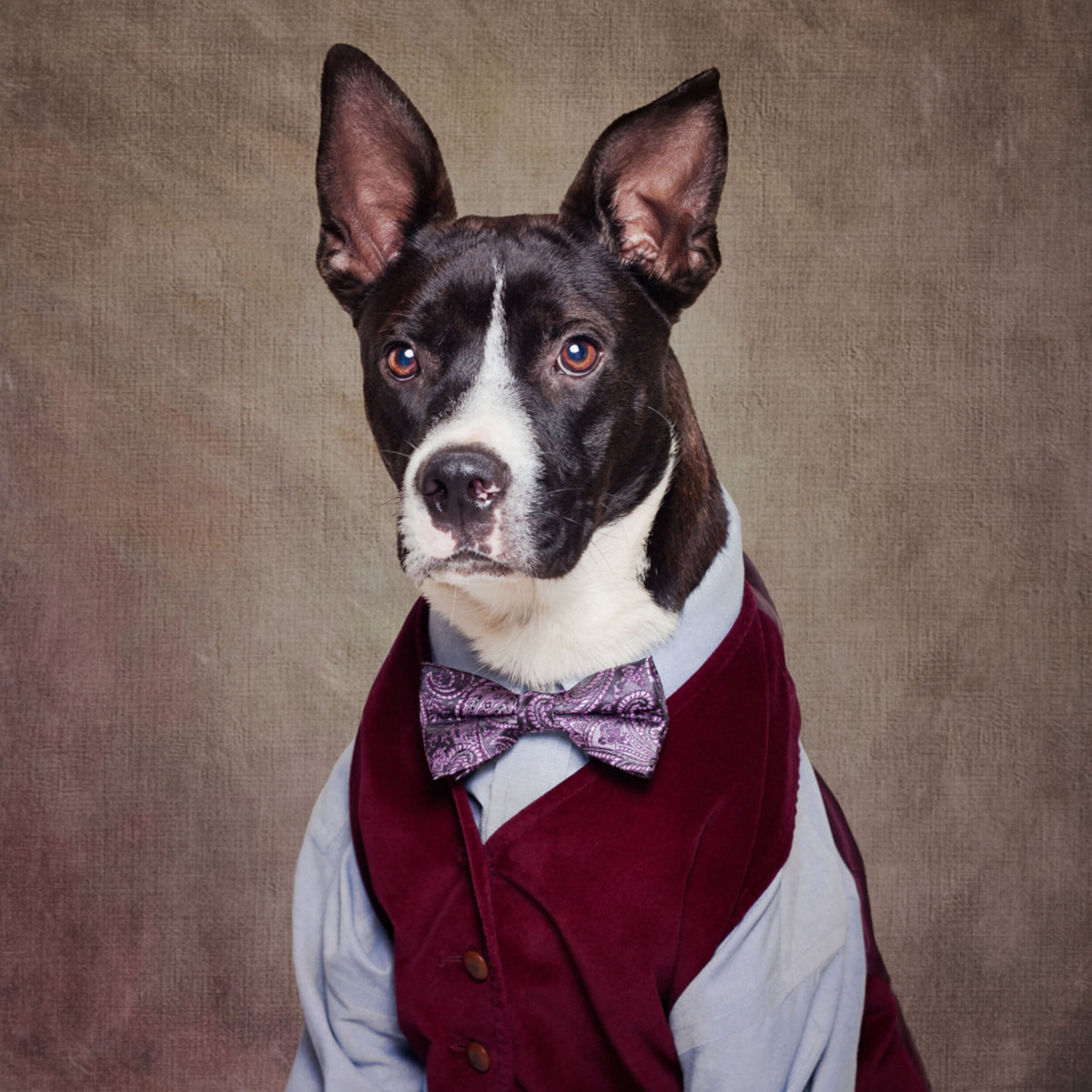 Dapper Dog en gilet
