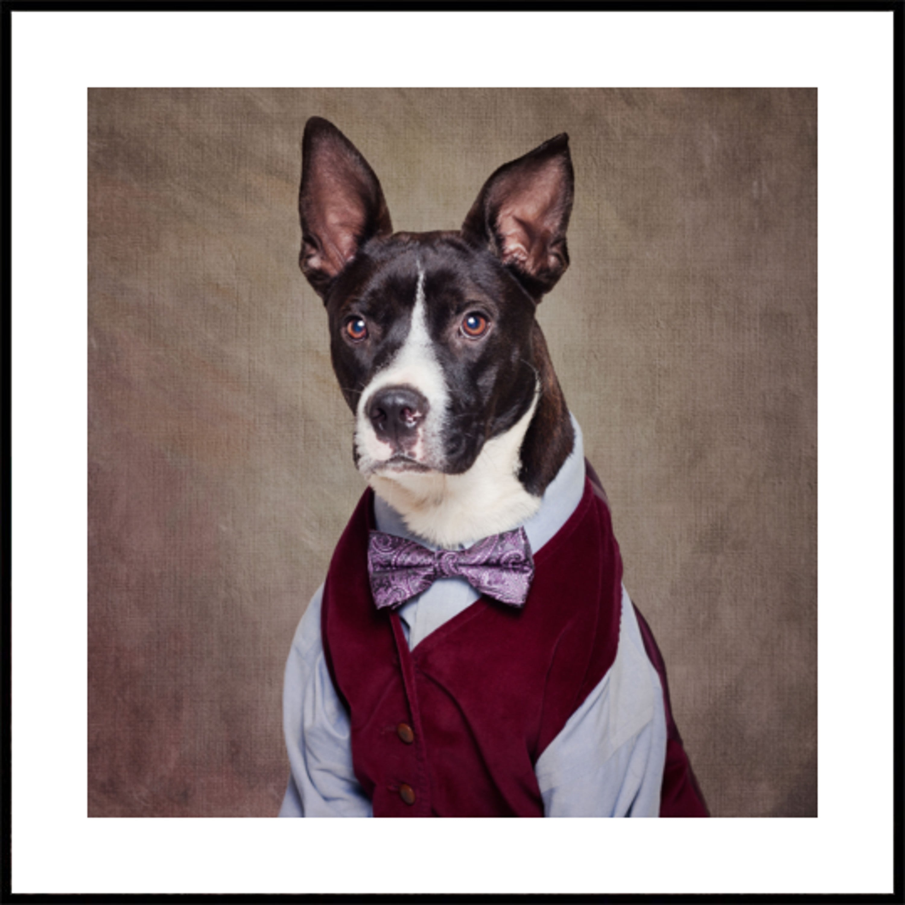 Dapper Dog en gilet