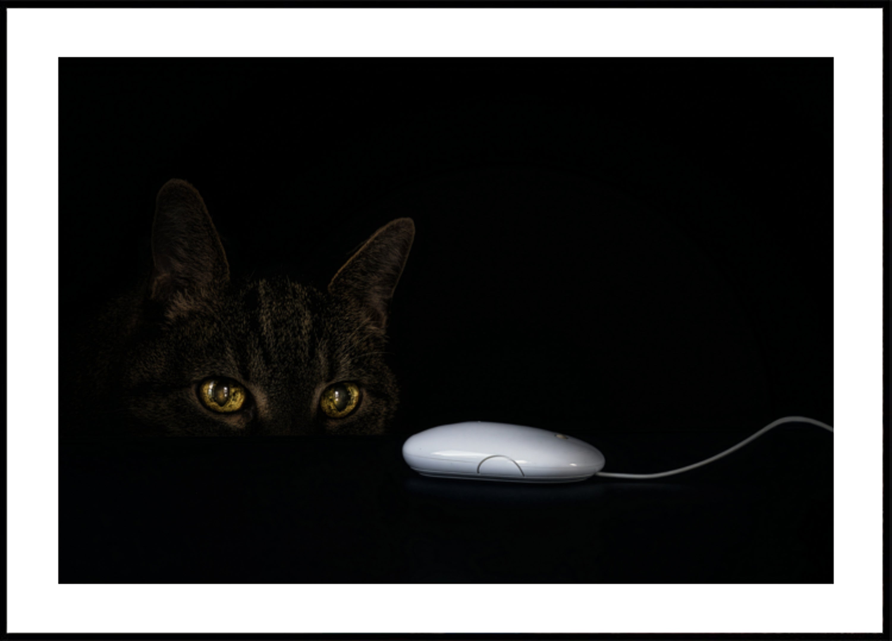 Le regard curieux du chat