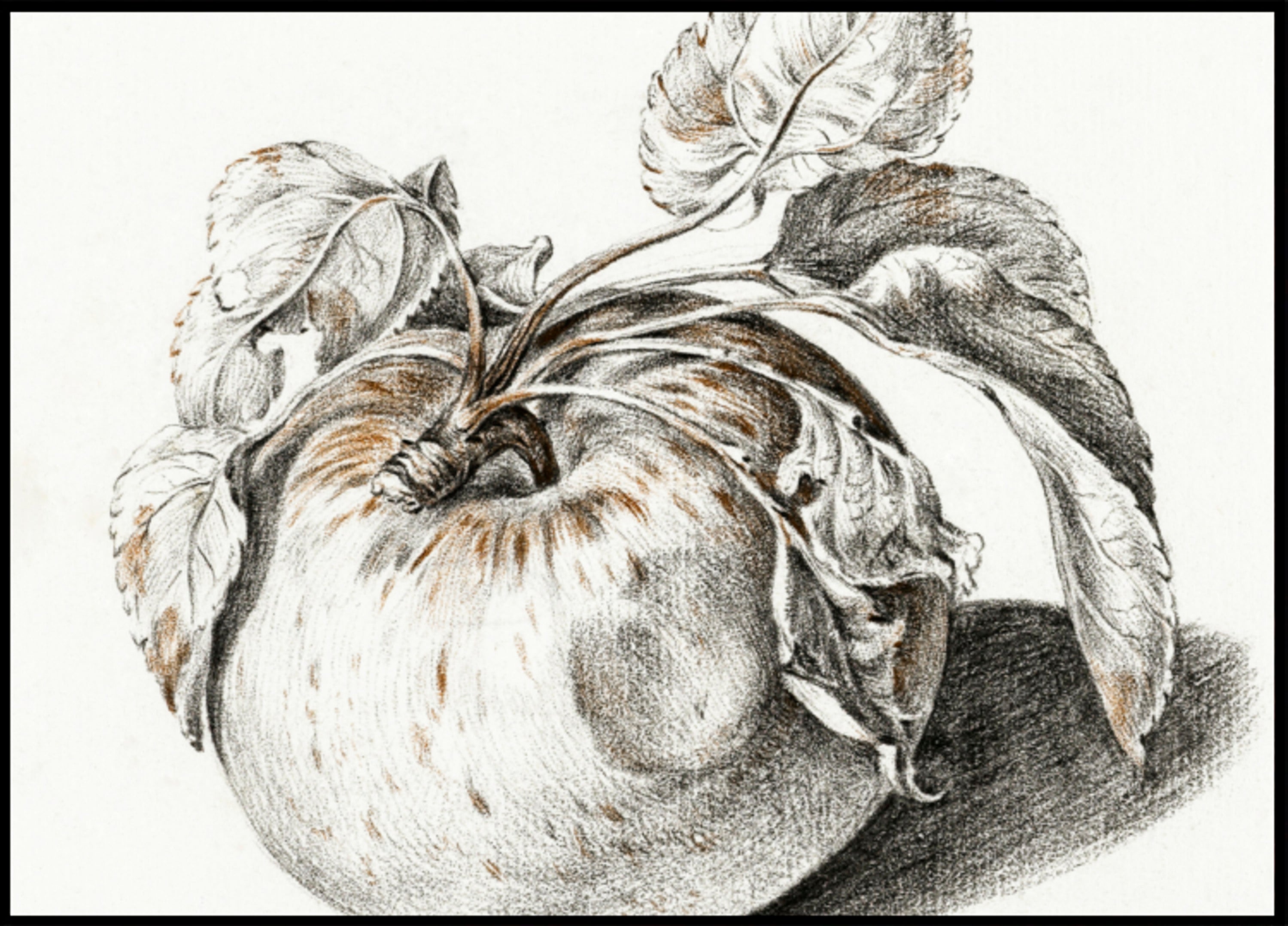 Pomme