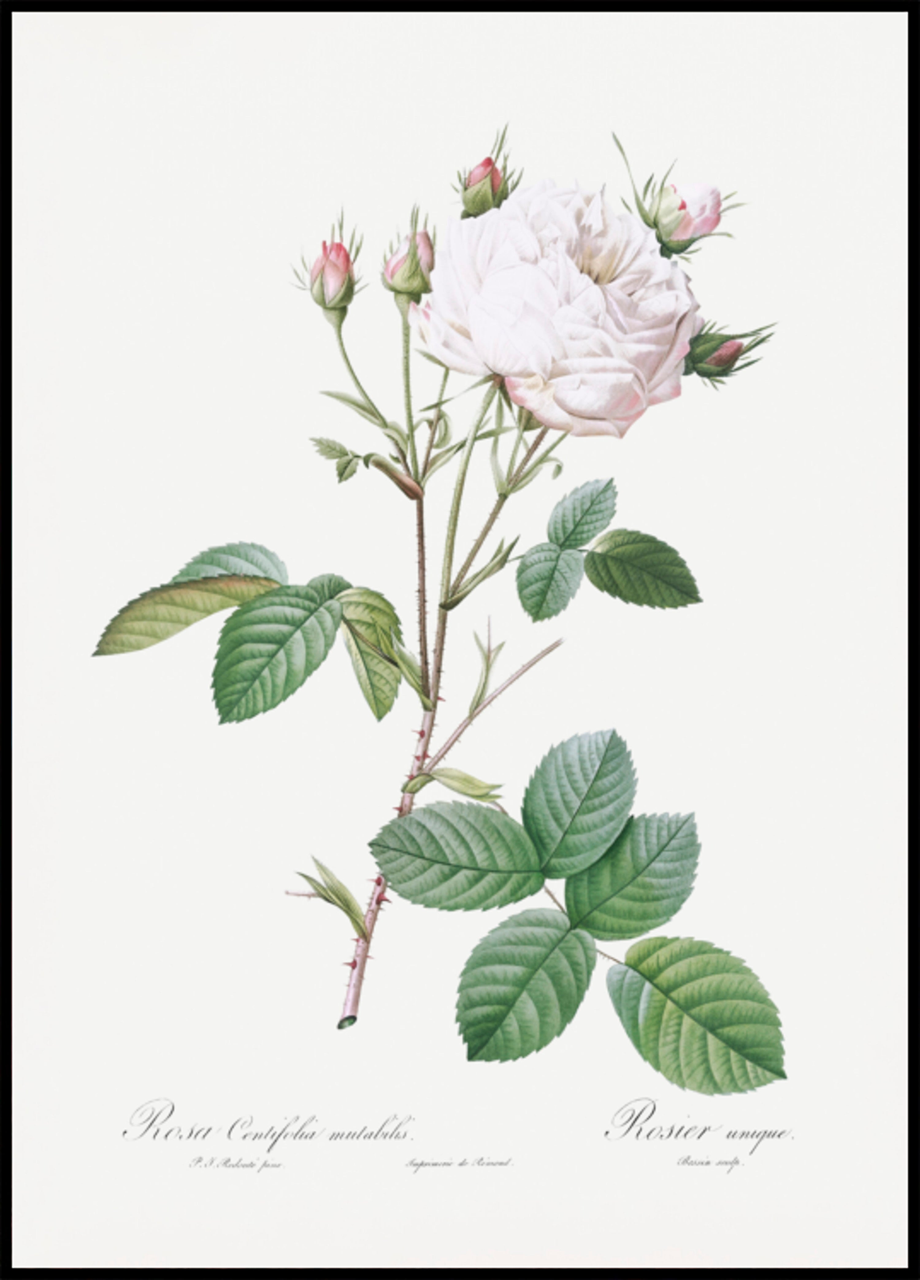Chou Rose Blanc Provence, Les Roses (1817–1824)