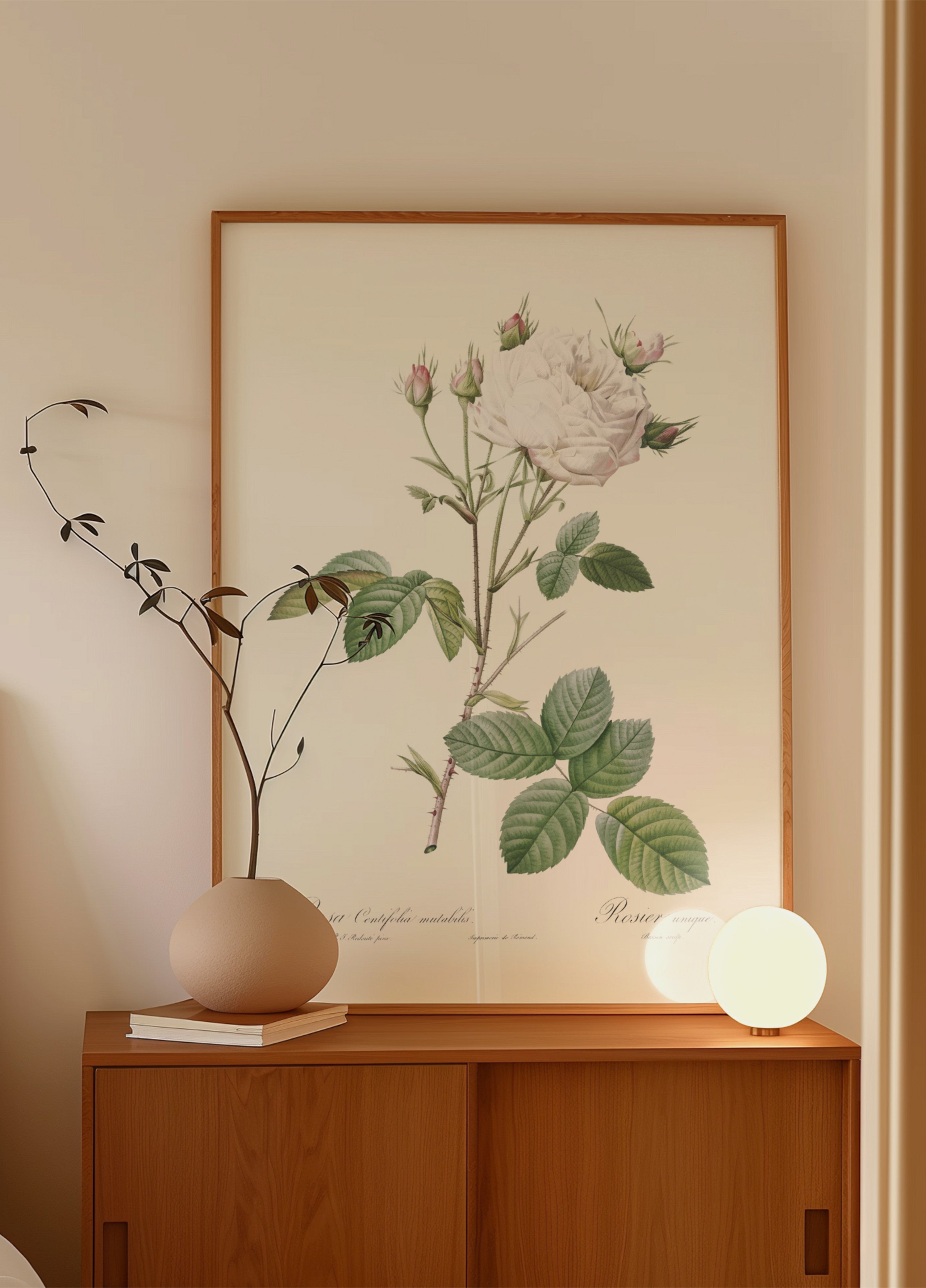 Chou Rose Blanc Provence, Les Roses (1817–1824)