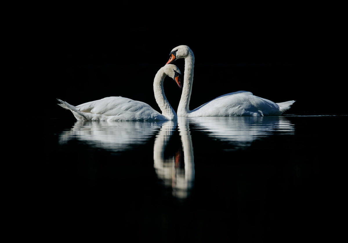 Réflexion de cygne romantique