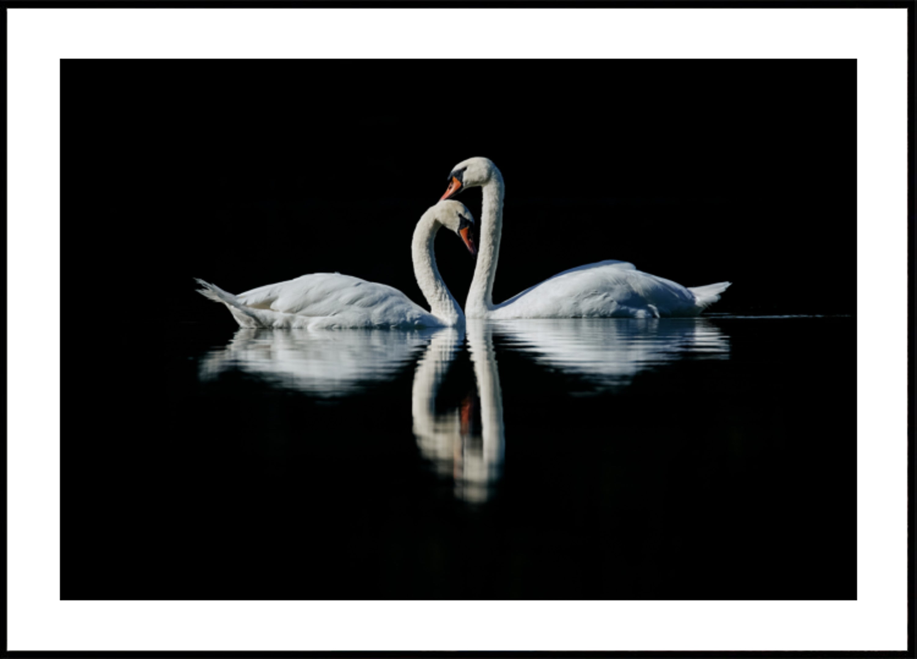 Réflexion de cygne romantique