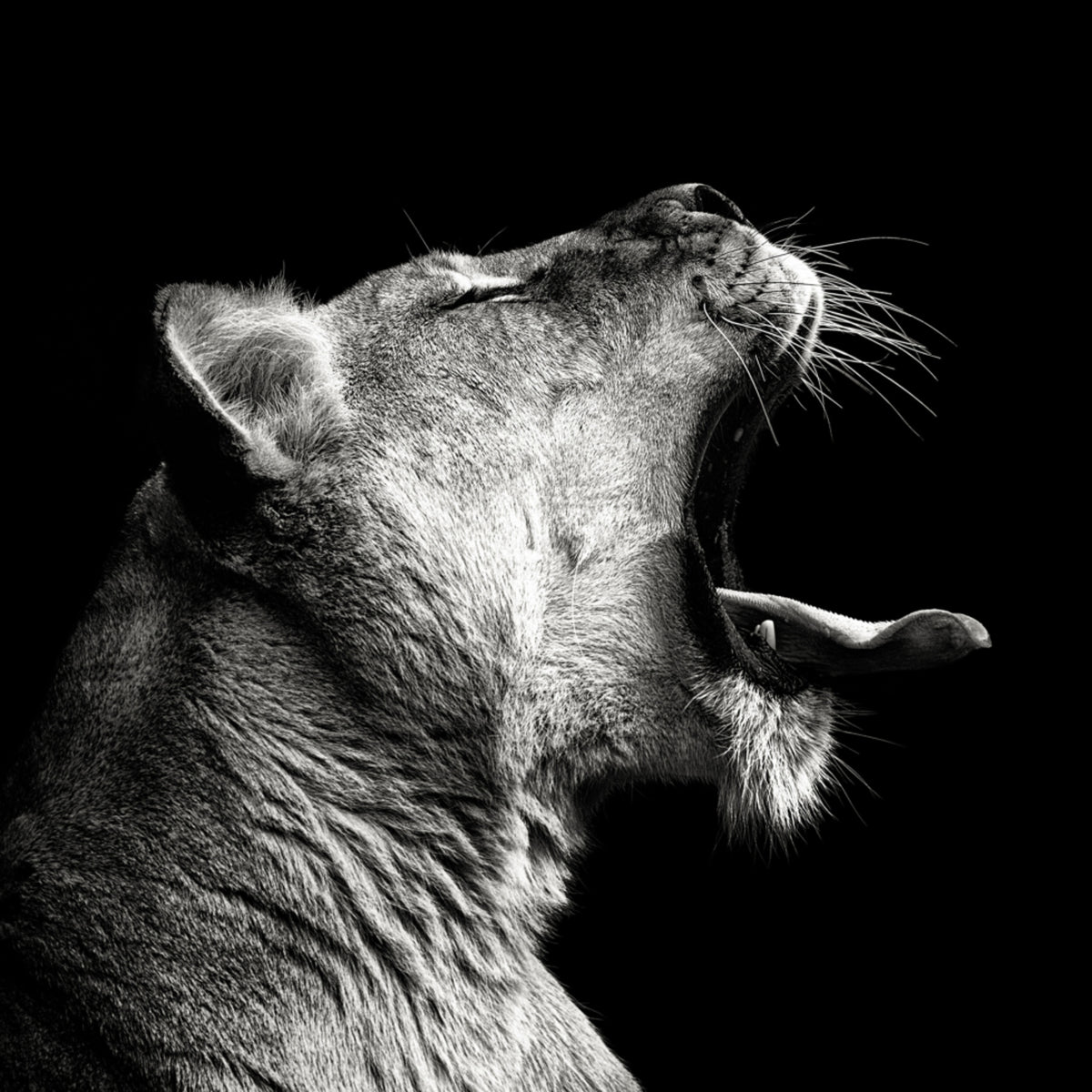 Bâillement puissant de la lionne