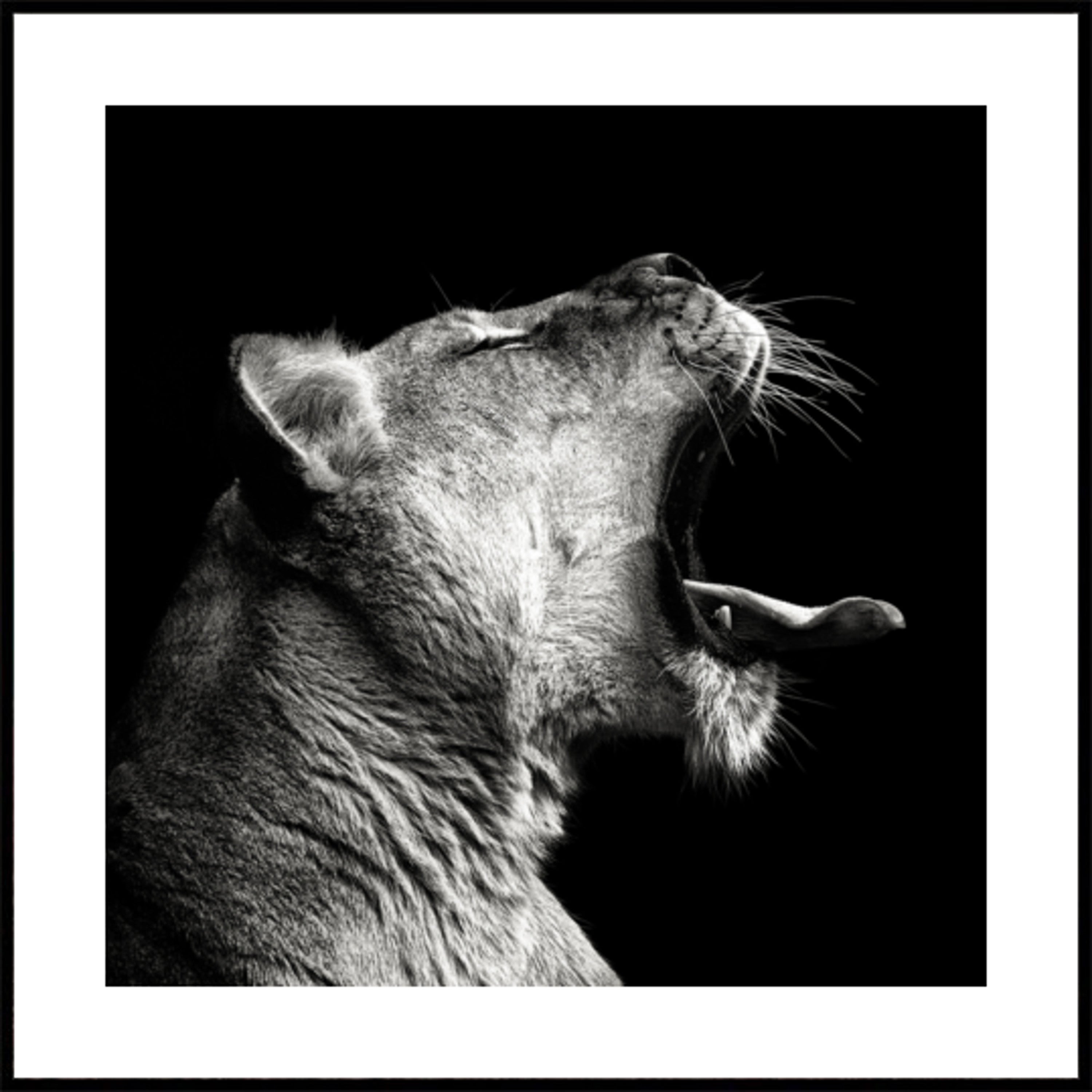 Bâillement puissant de la lionne