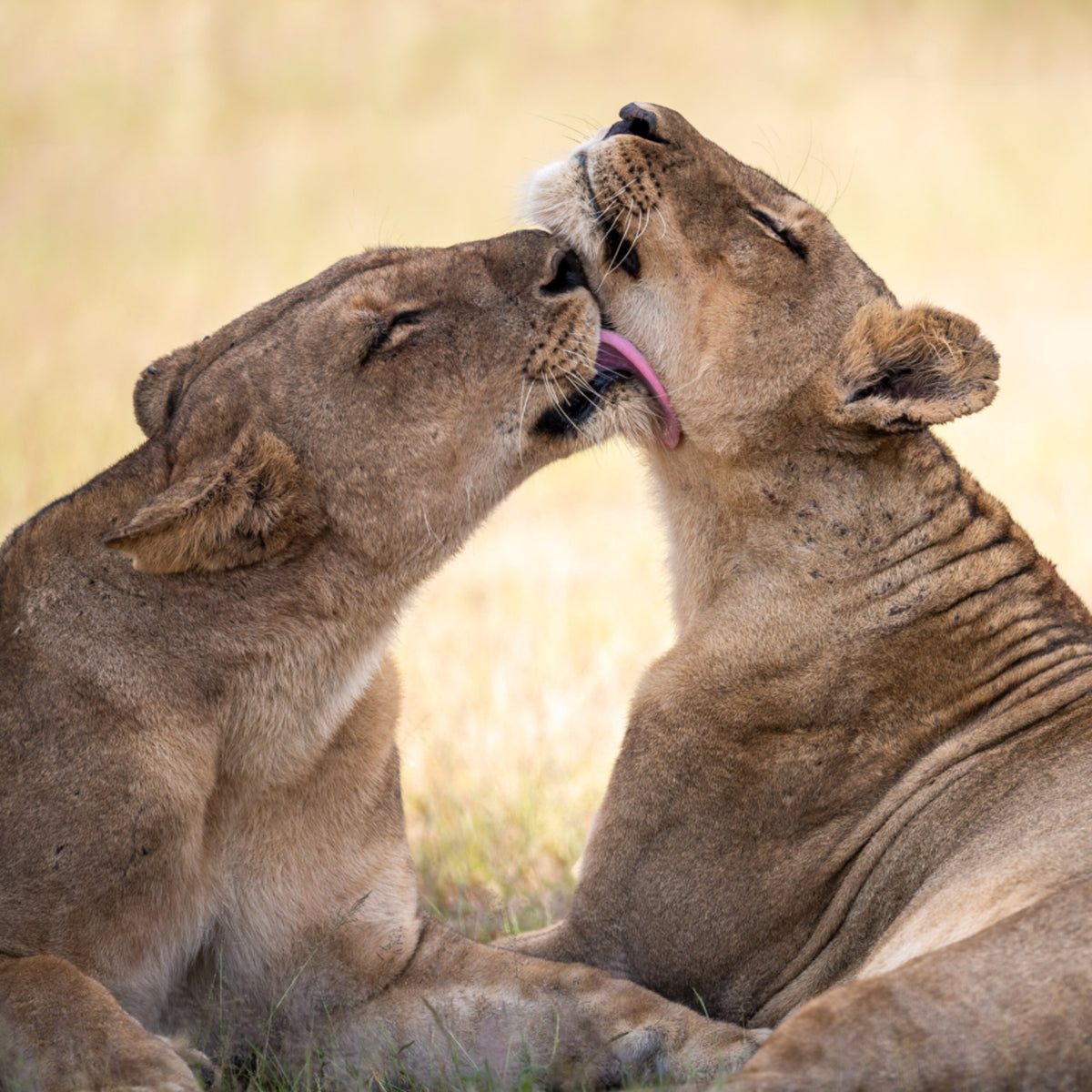 Obligation du Lion d'Afrique