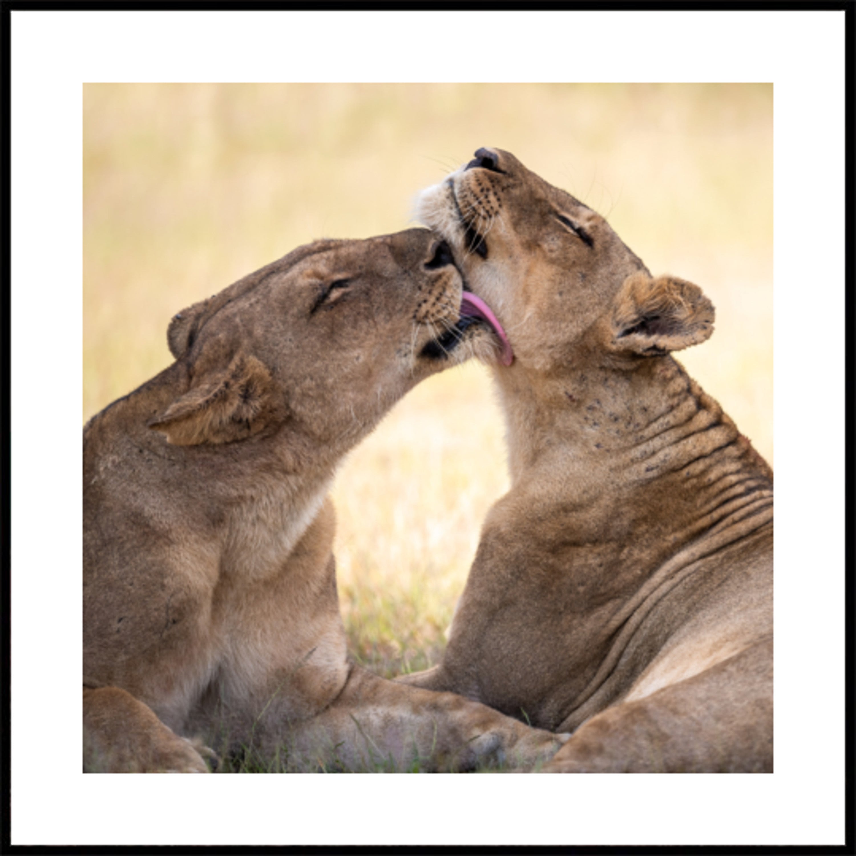 Obligation du Lion d'Afrique