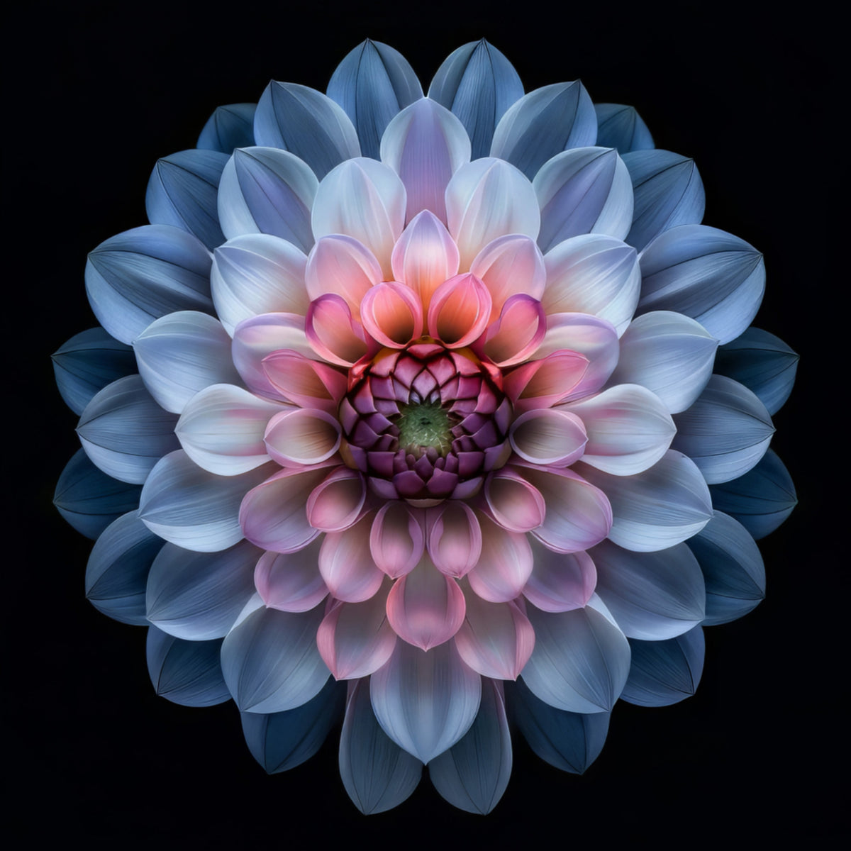 Floraison vibrante de dahlia