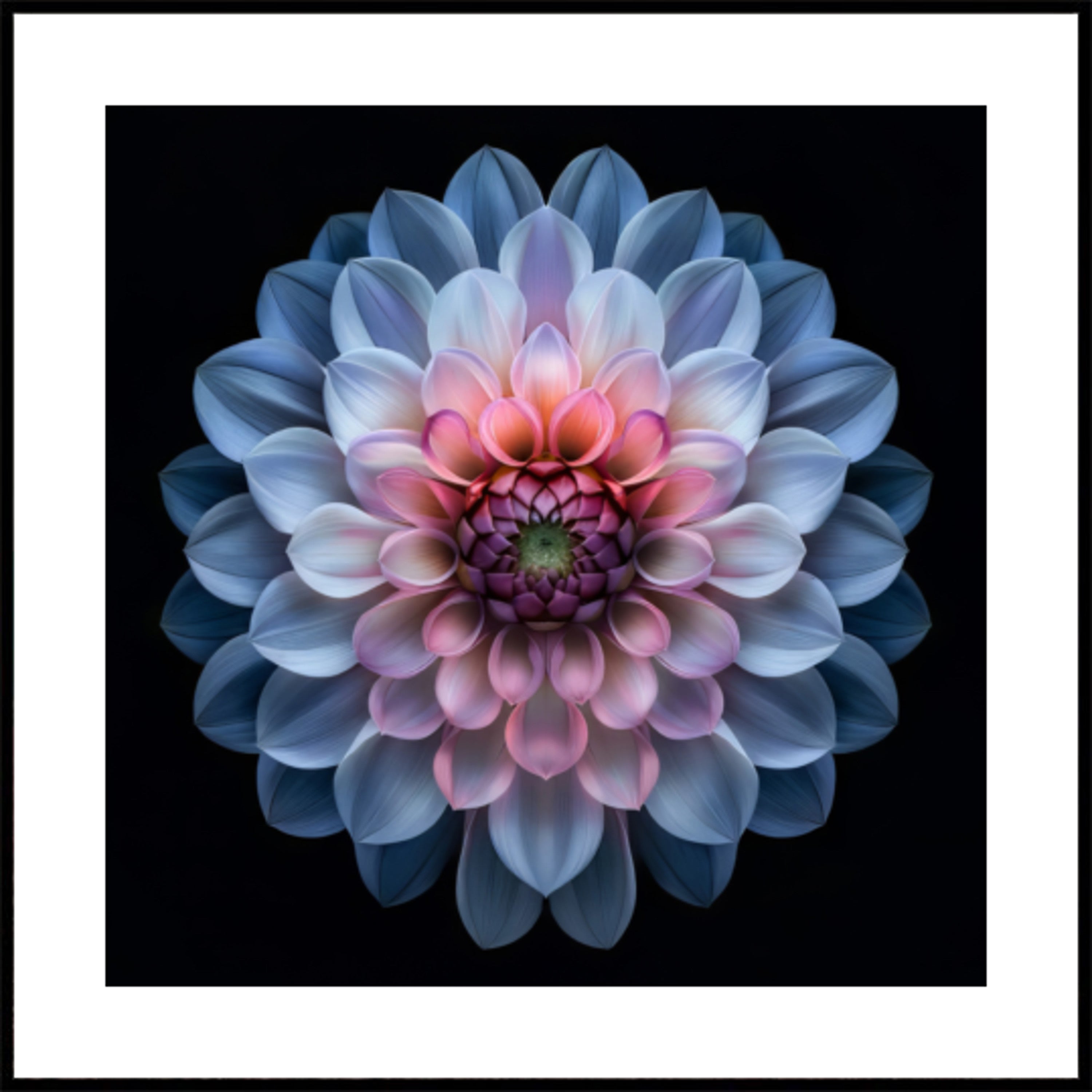 Floraison vibrante de dahlia