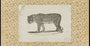 Croquis de léopard vintage