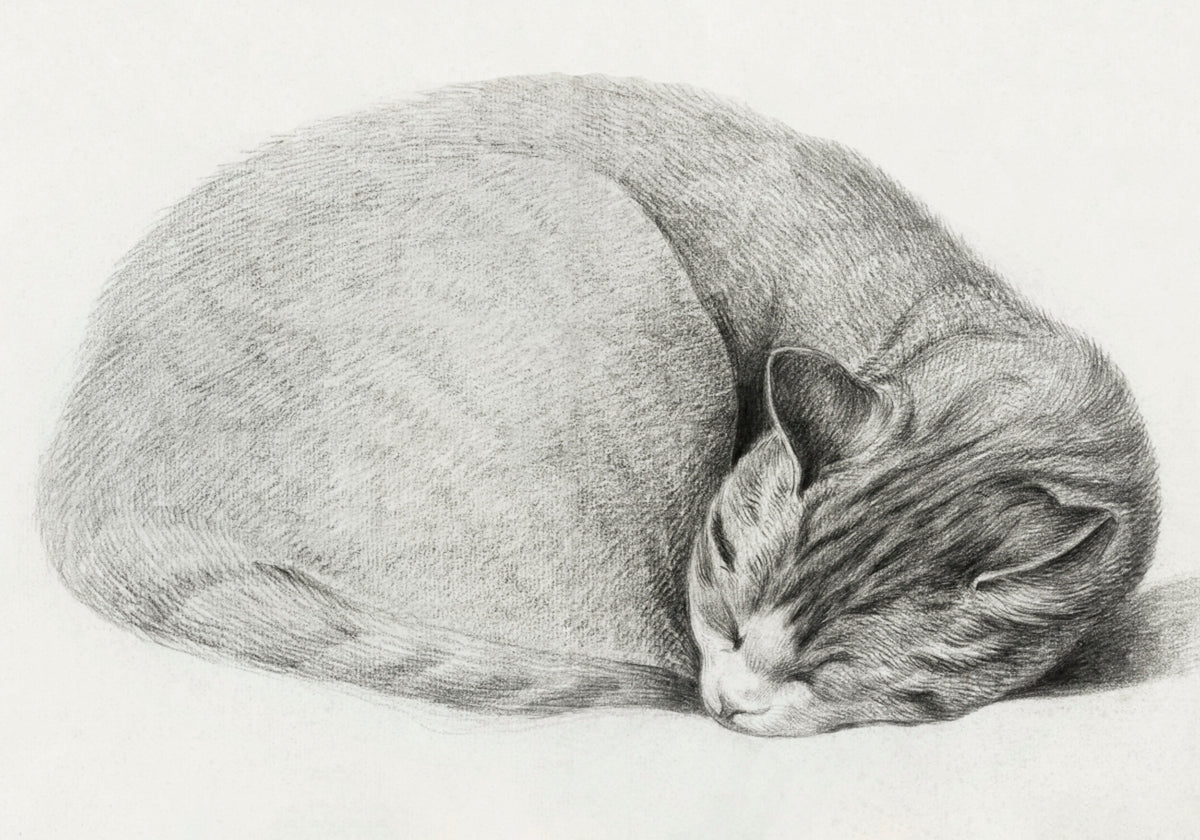 Enroulé Couché, Chat Endormi Par Jean Bernard (1775 1883)