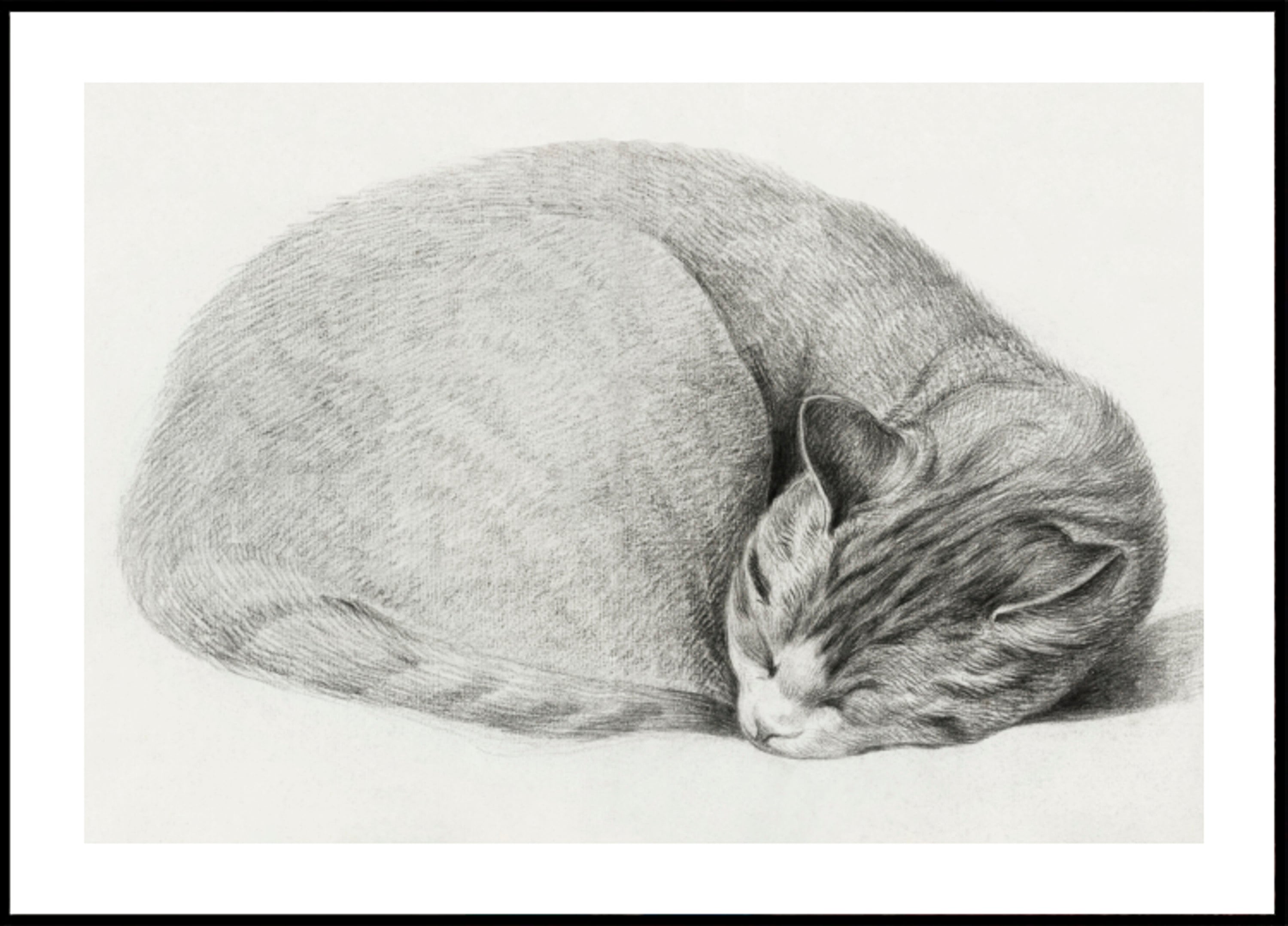 Enroulé Couché, Chat Endormi Par Jean Bernard (1775 1883)