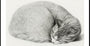 Enroulé Couché, Chat Endormi Par Jean Bernard (1775 1883)