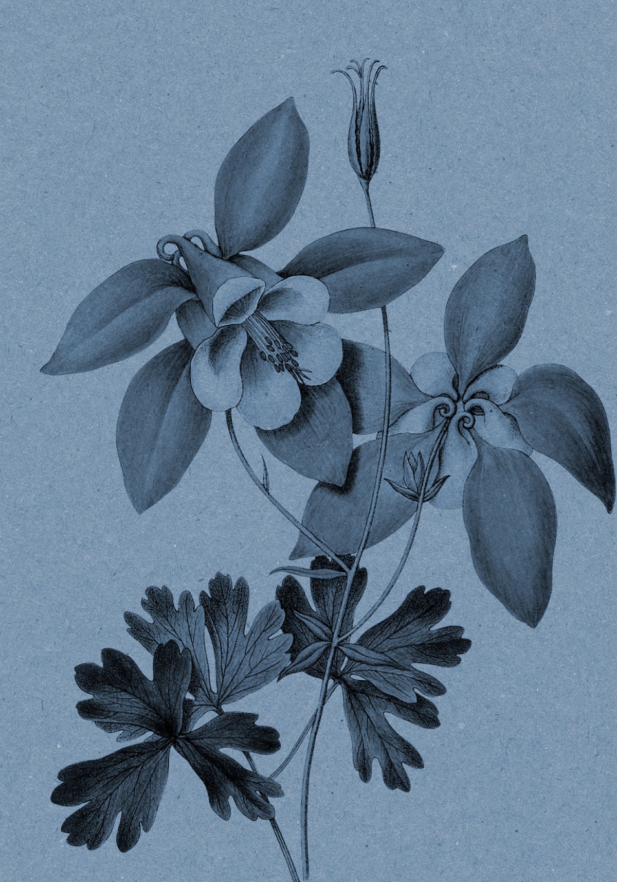 Étude botanique sur l'ancolie bleue