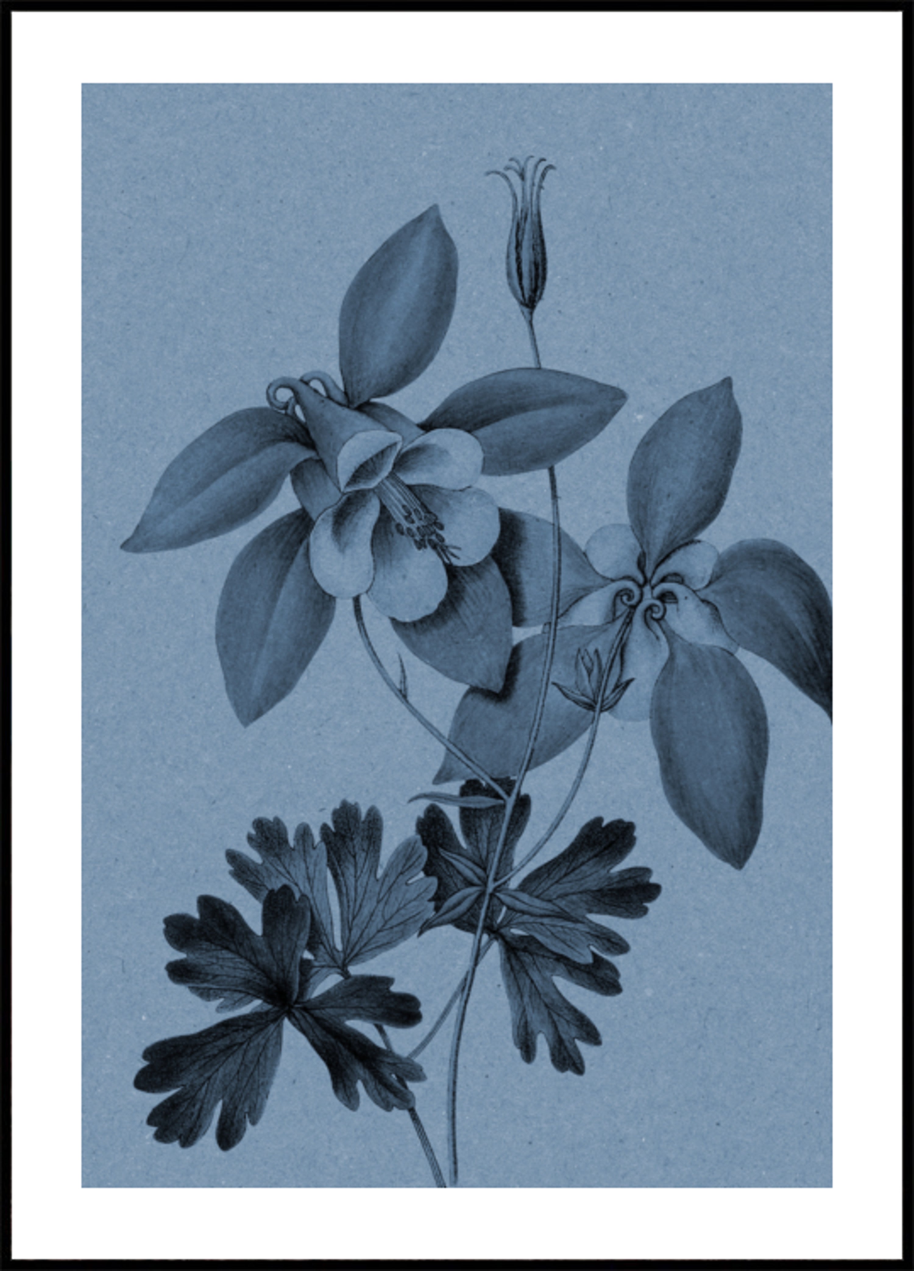 Étude botanique sur l'ancolie bleue