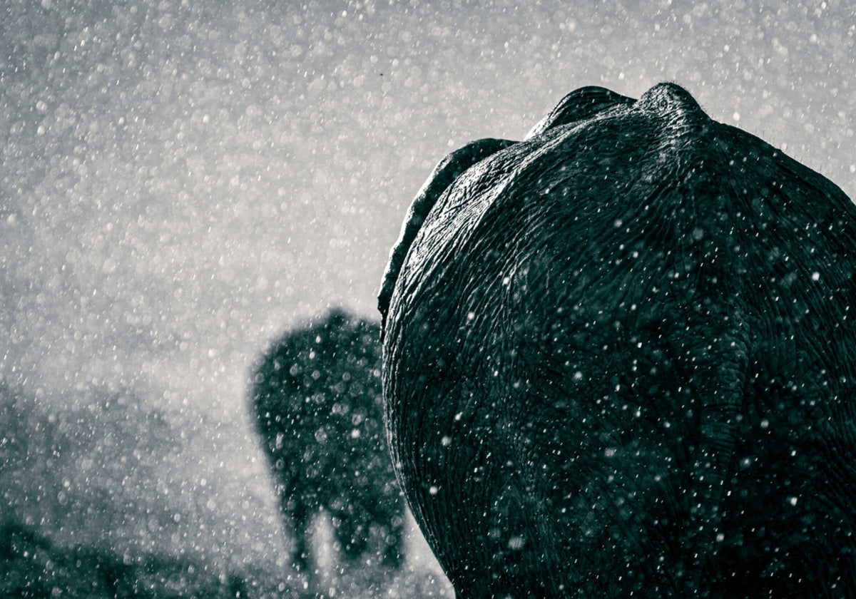 Éléphants sous la pluie