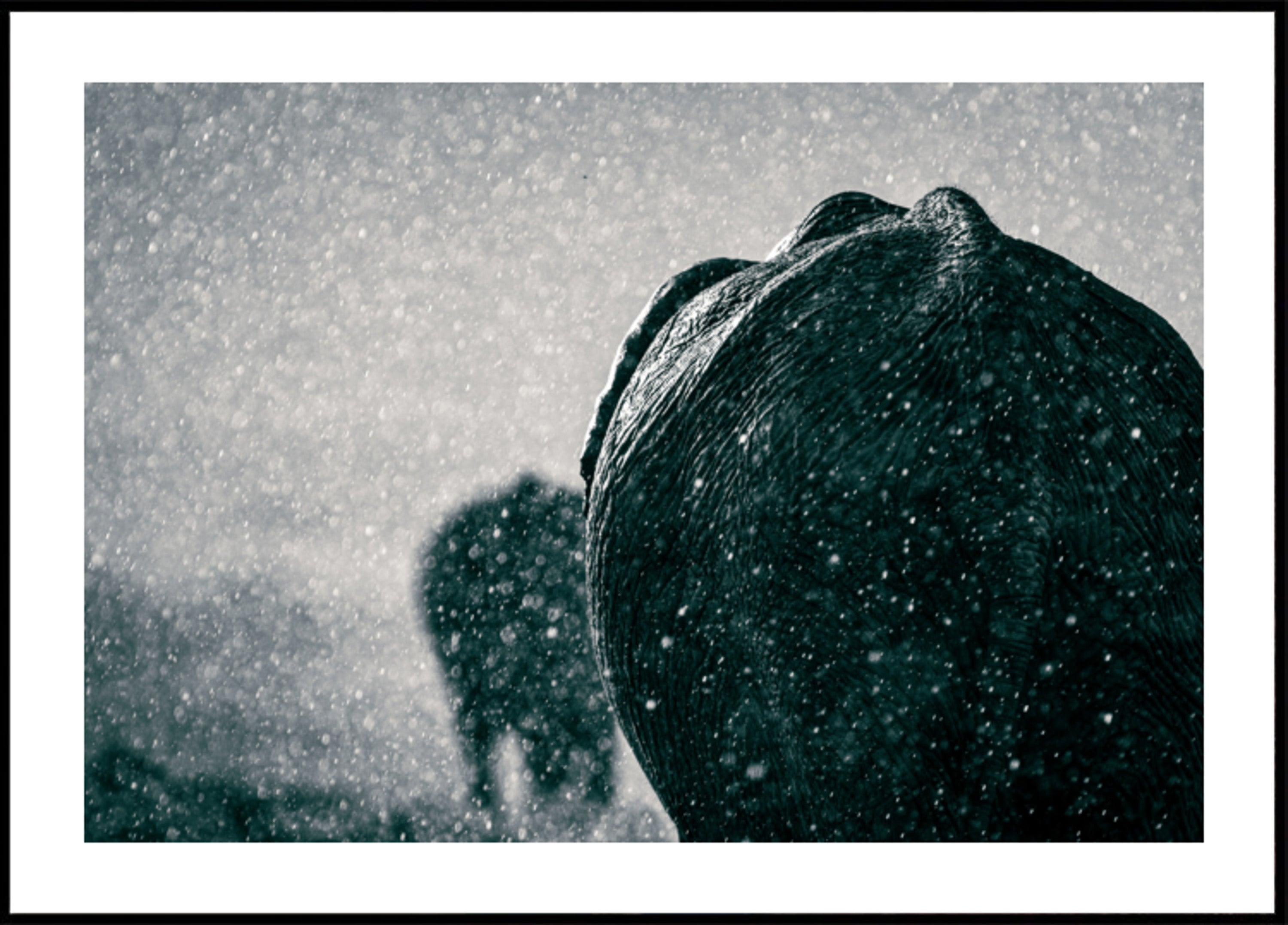 Elephants In The Rain - Posterbox
