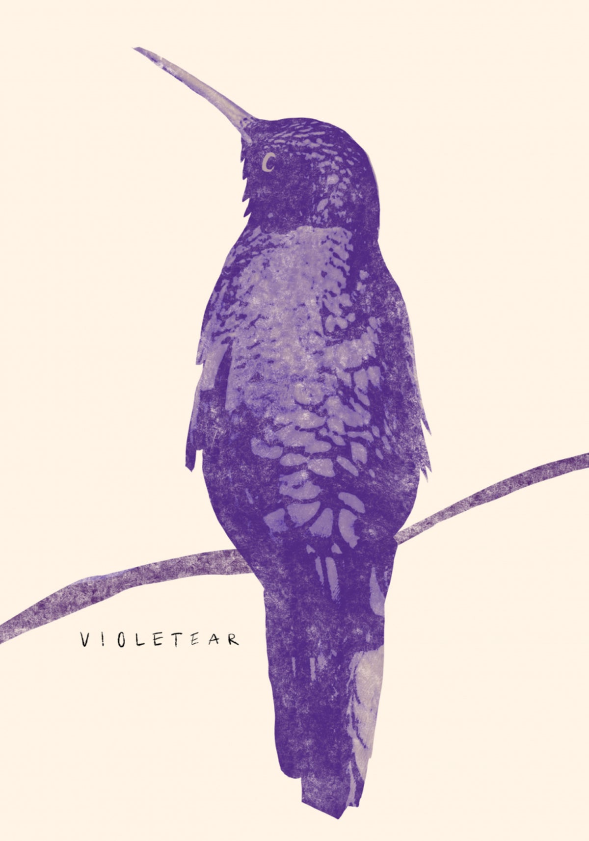 Colibri violet élégant