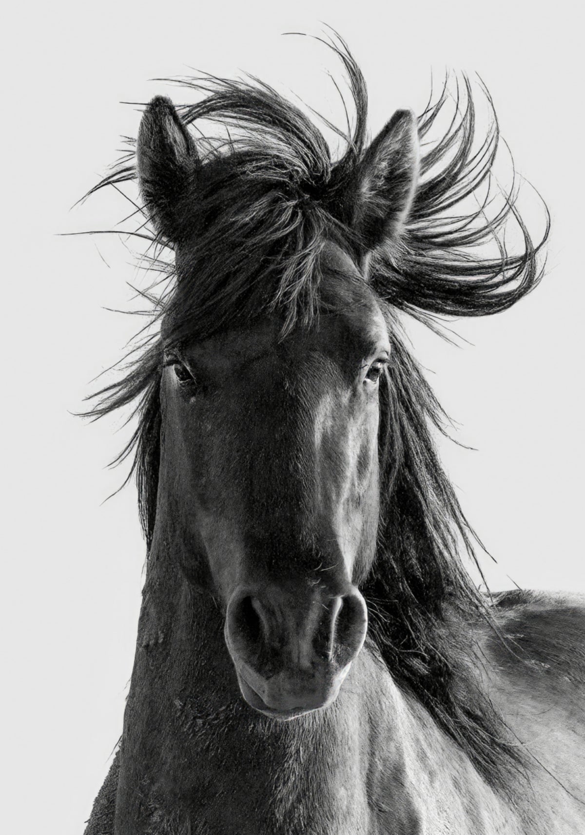 Portrait de cheval sauvage