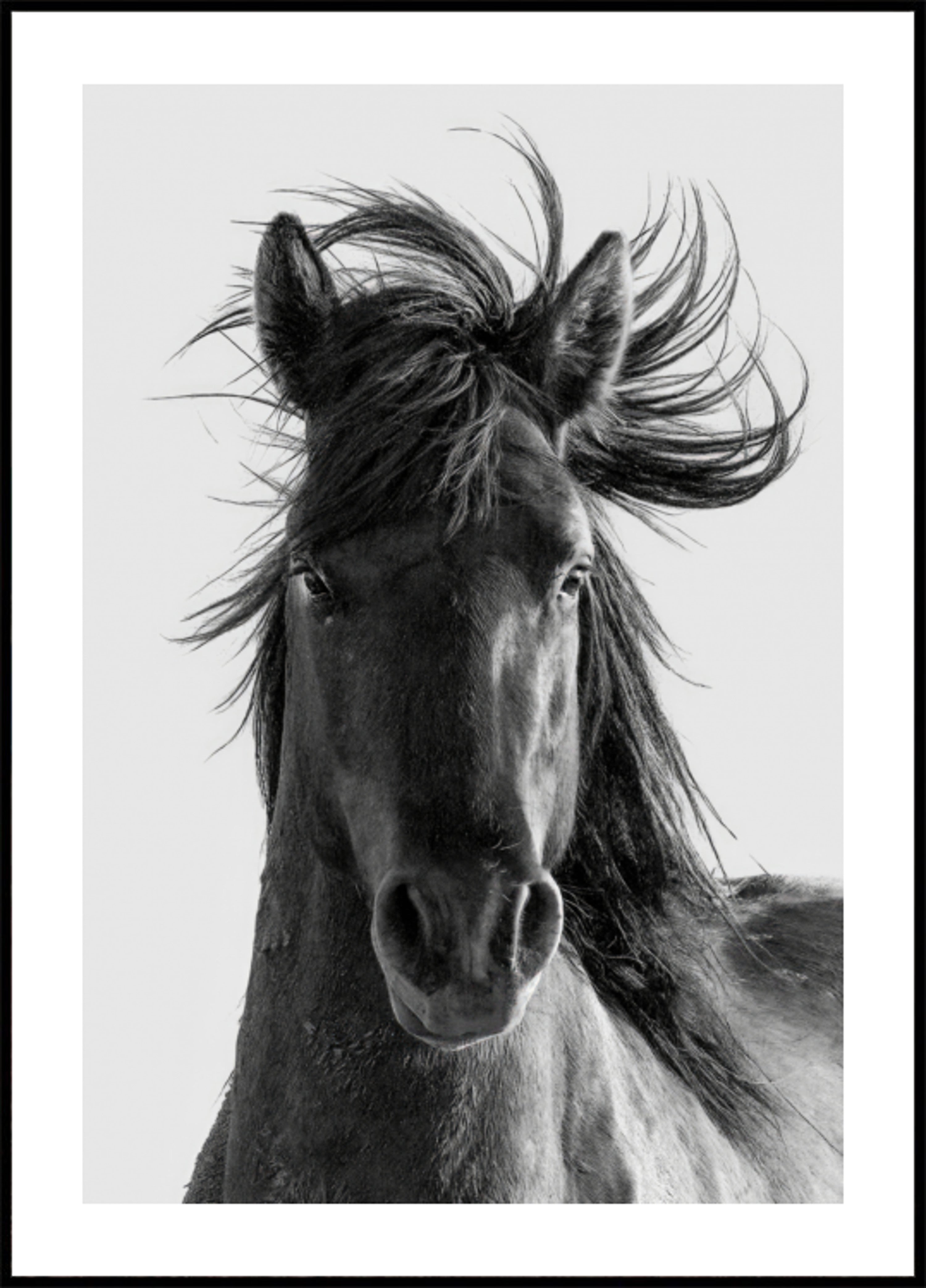 Portrait de cheval sauvage