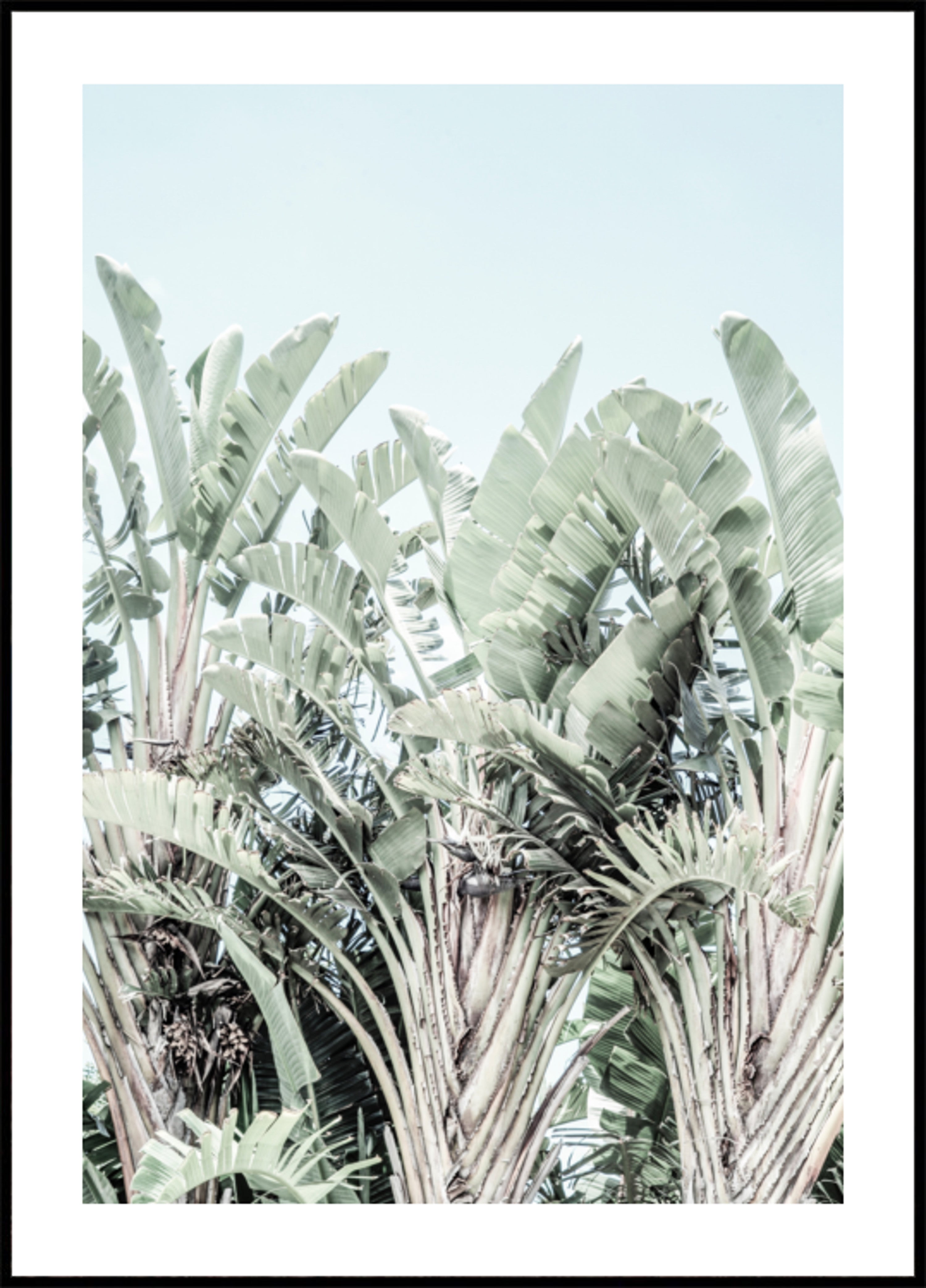 Murmures tropicales