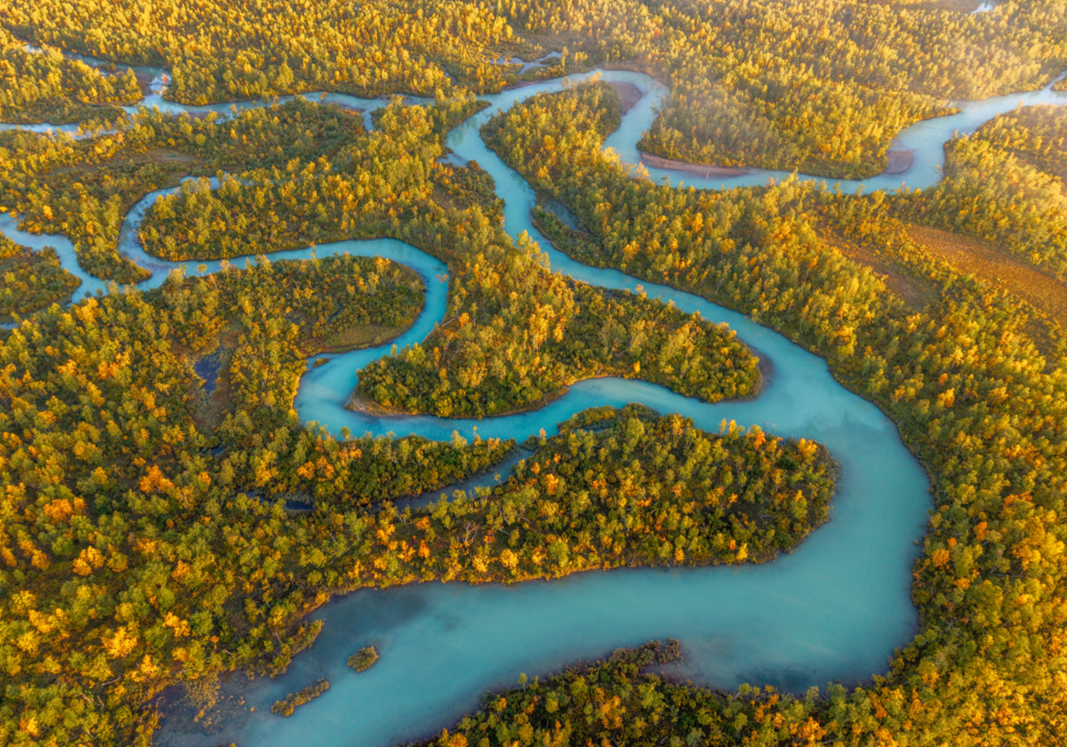 Forêt d'automne de la rivière sinueuse