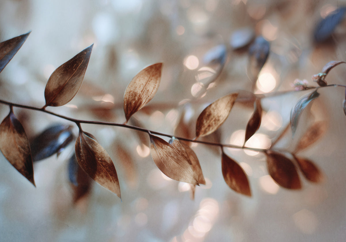 Feuilles de Bokeh délicates