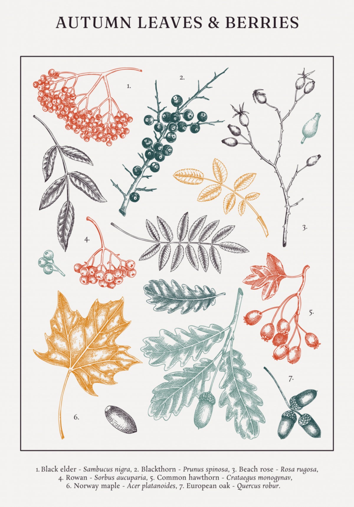 Feuilles et baies d'automne