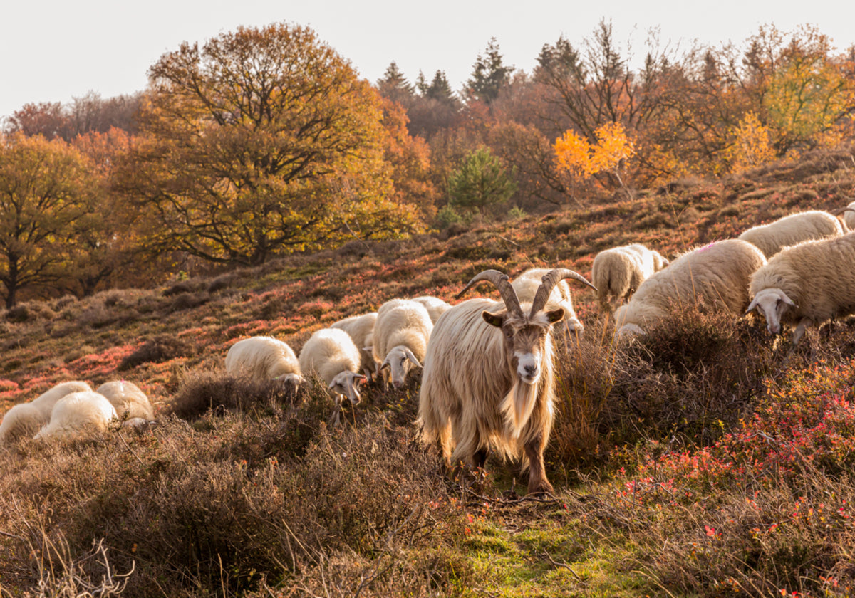 Chèvre et mouton d'automne