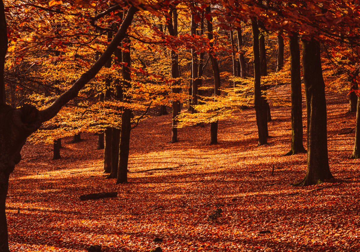 Forêt d'automne dorée