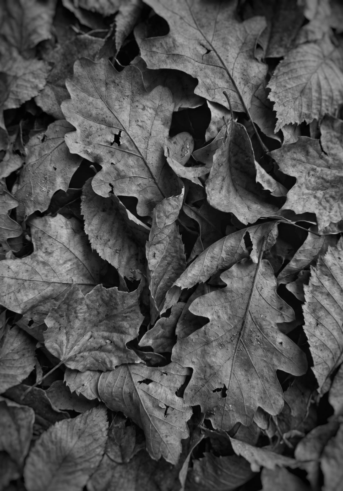 Feuillage d'automne monochrome