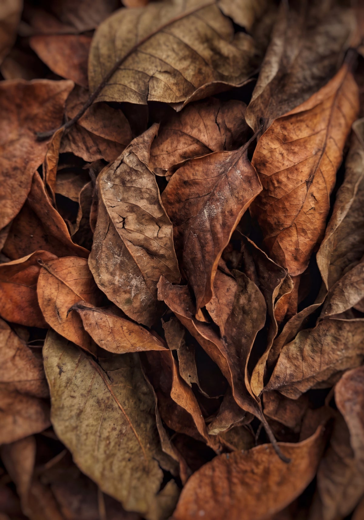 Feuilles d'automne texturées