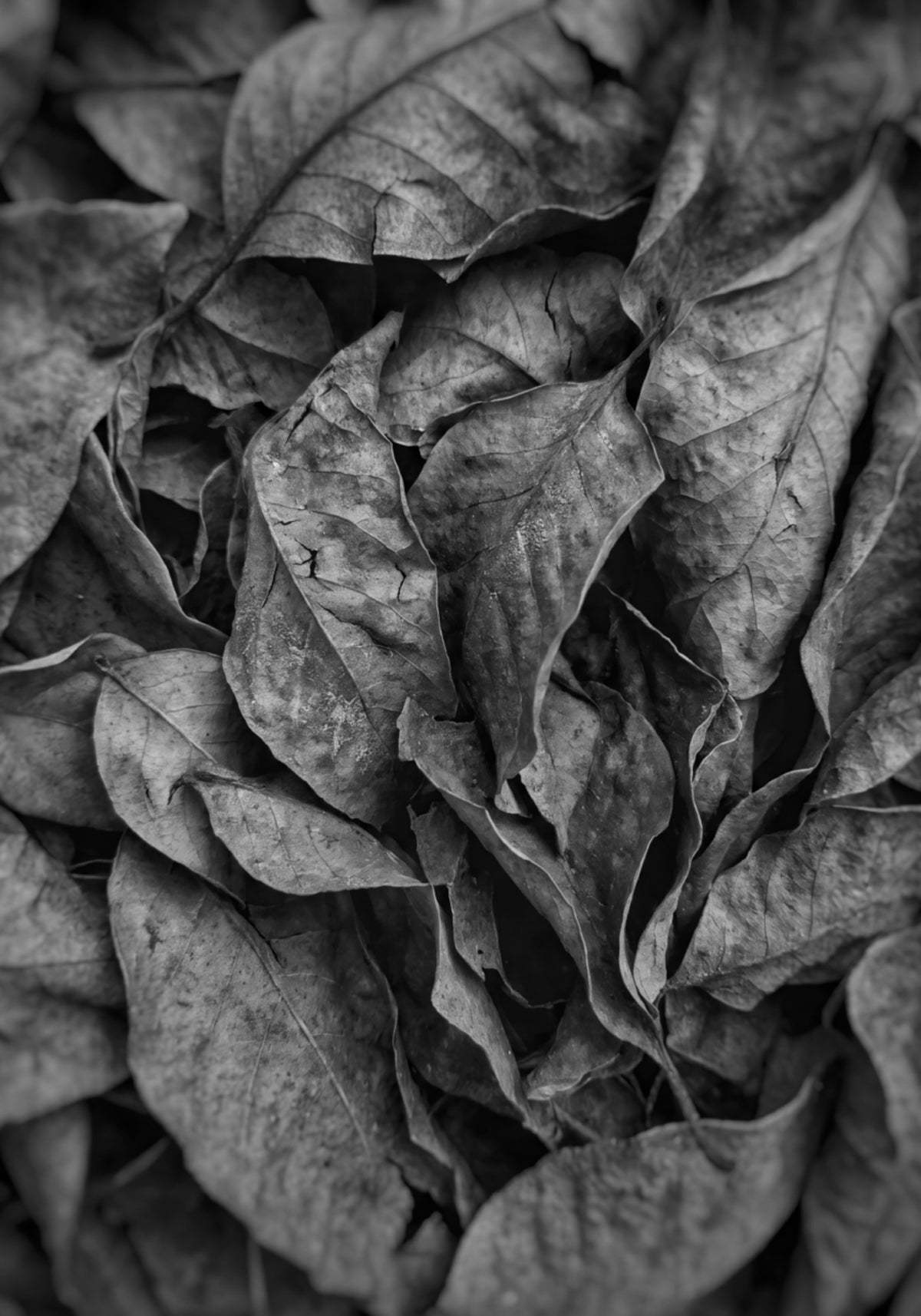 Texture de feuille monochrome