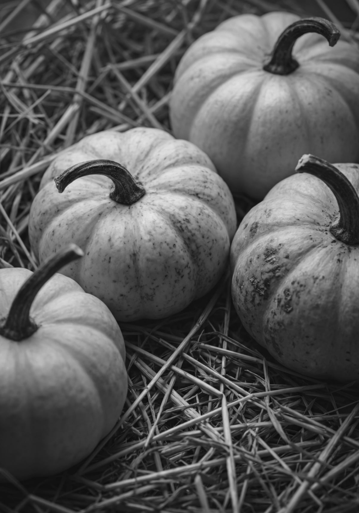 Citrouilles de récolte d'automne