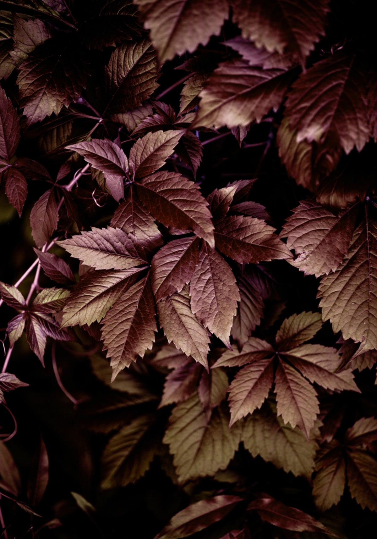 Feuilles d'automne 13