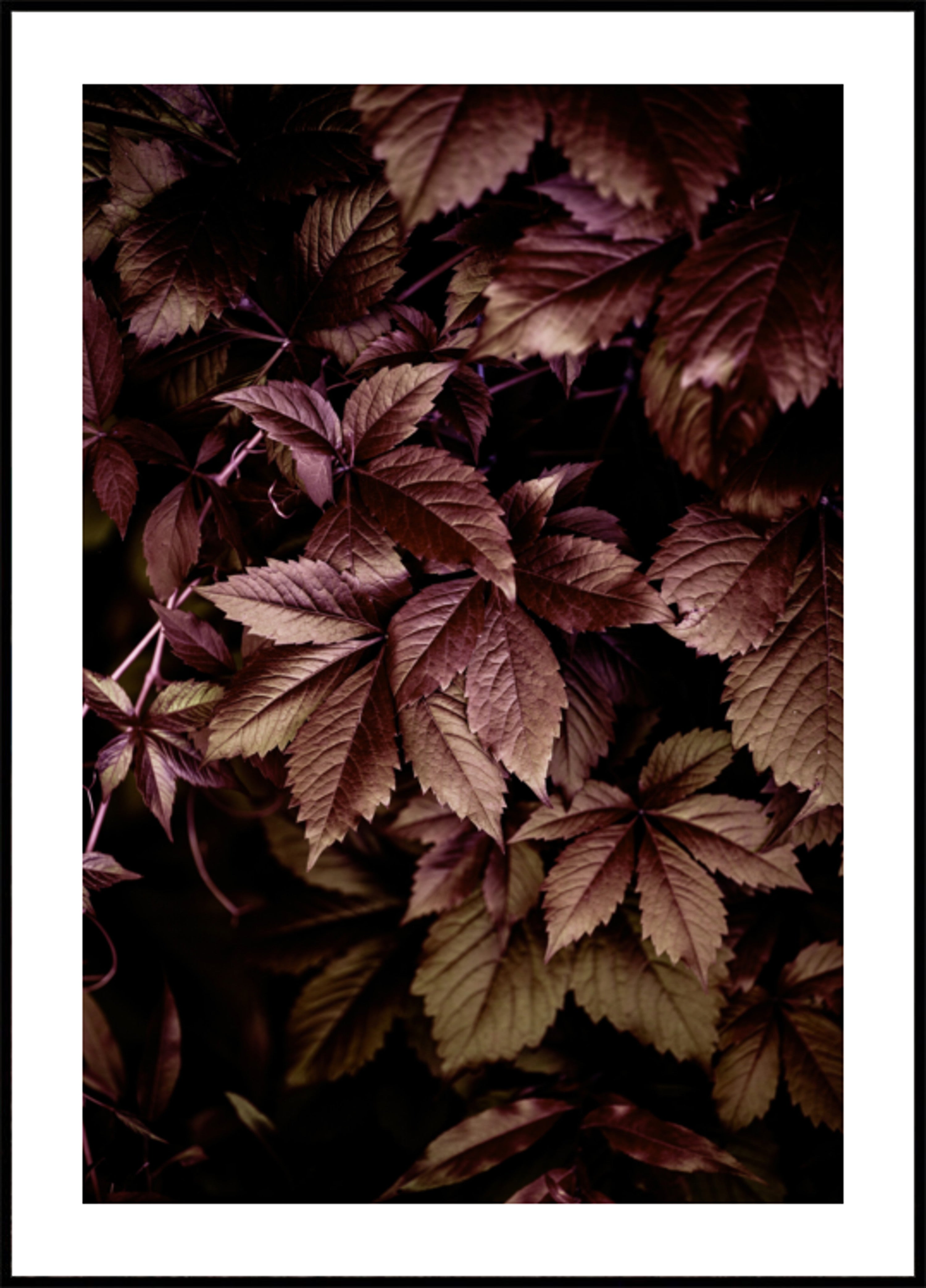 Feuilles d'automne 13