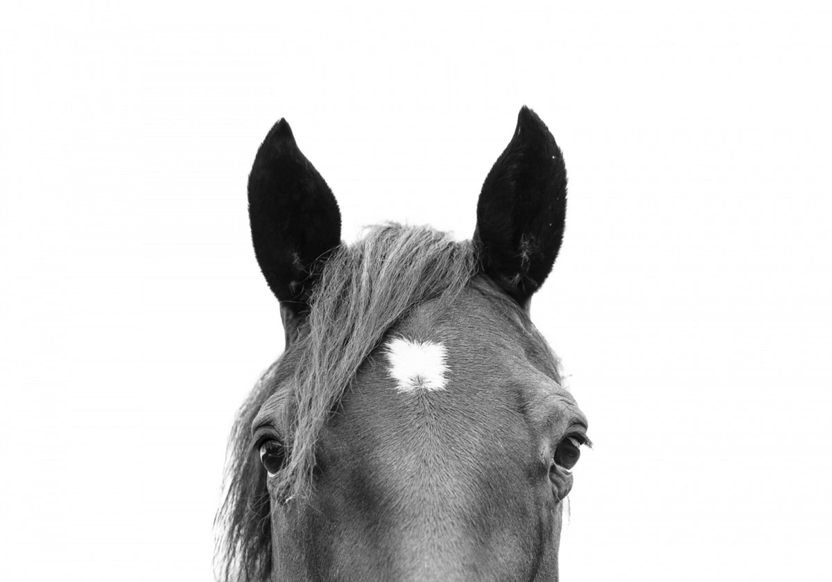 Cheval furtif