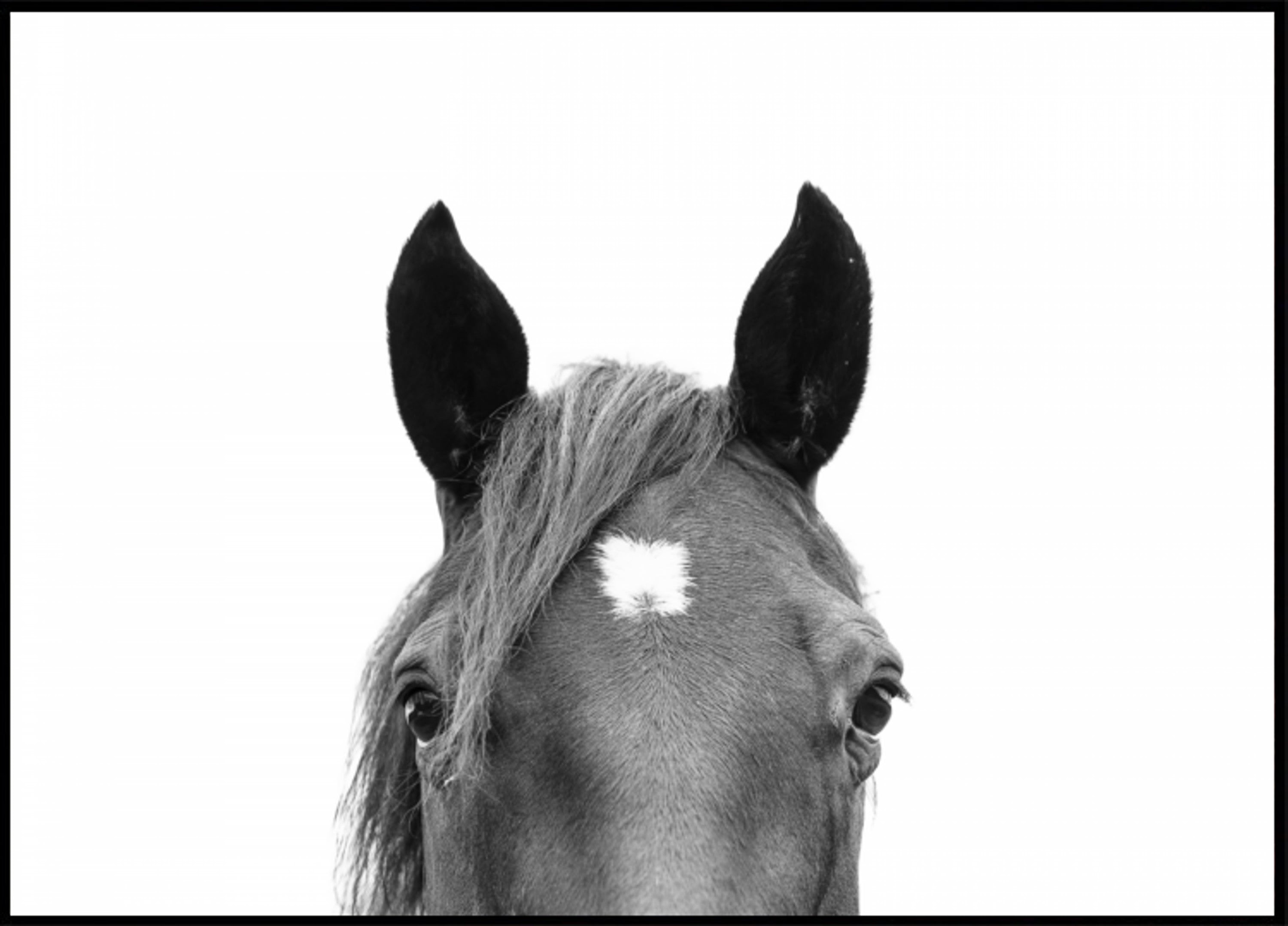 Cheval furtif
