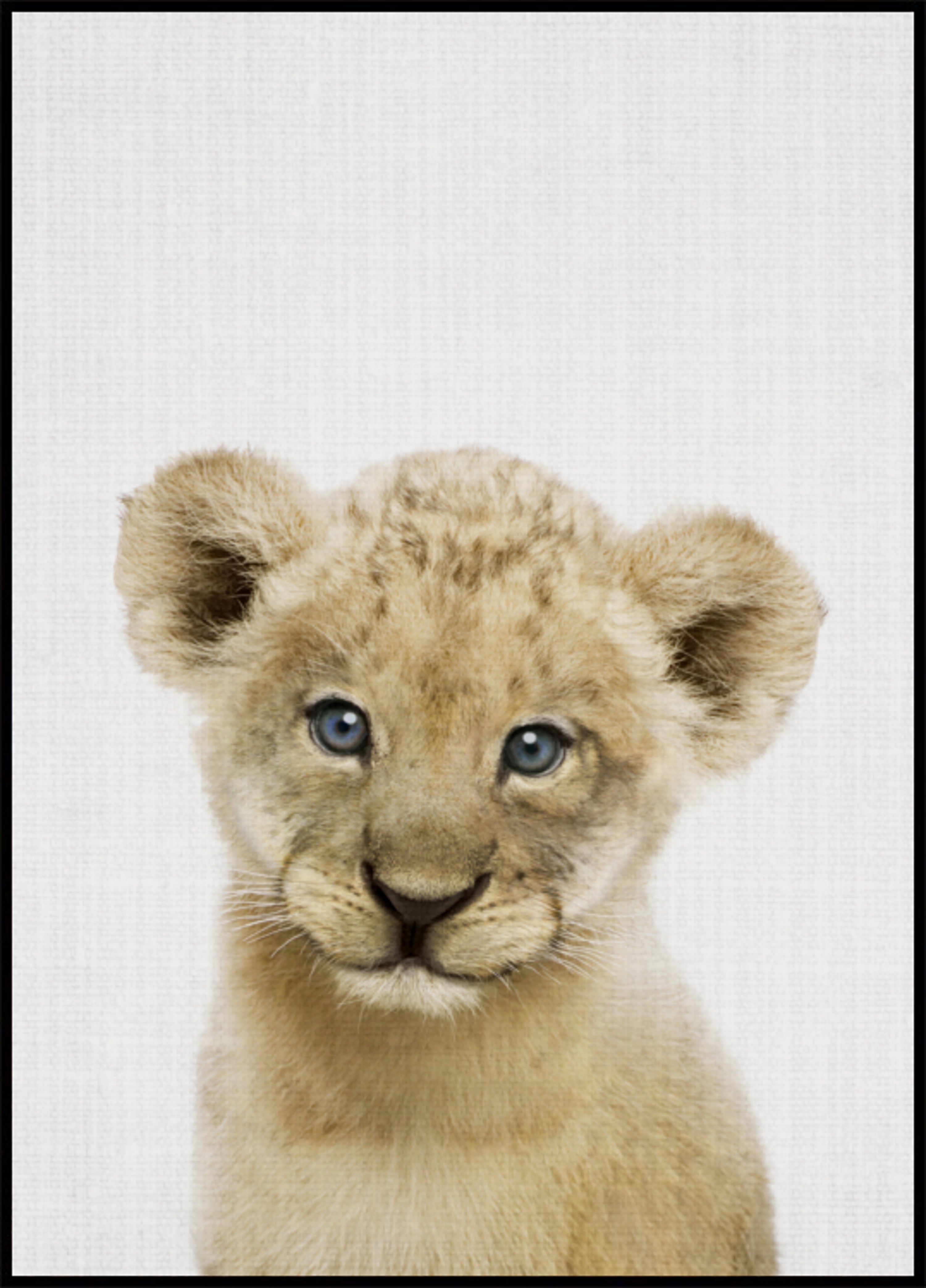 Doux lionceau