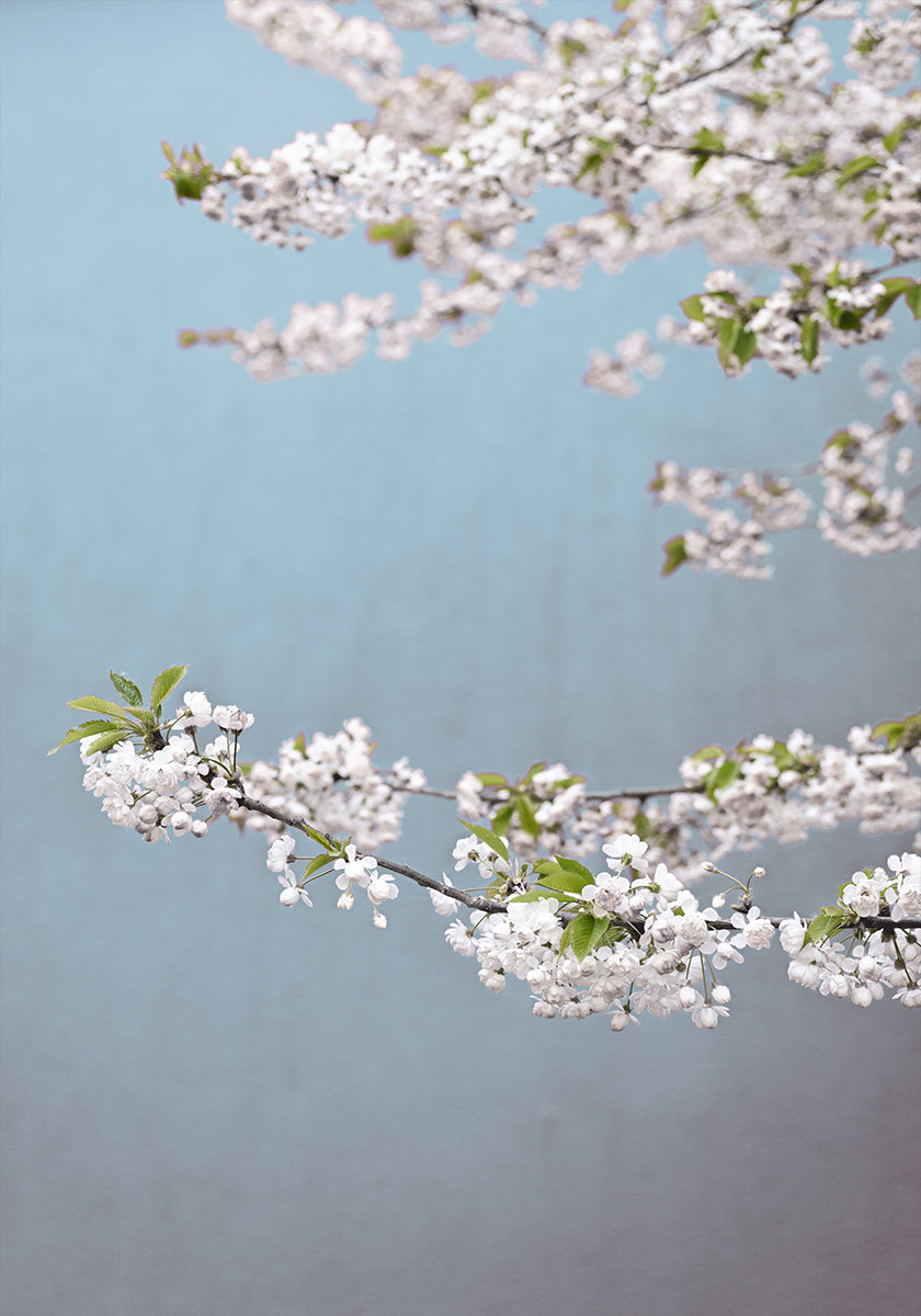 Colorful Spring 14 (NEW) - Posterbox