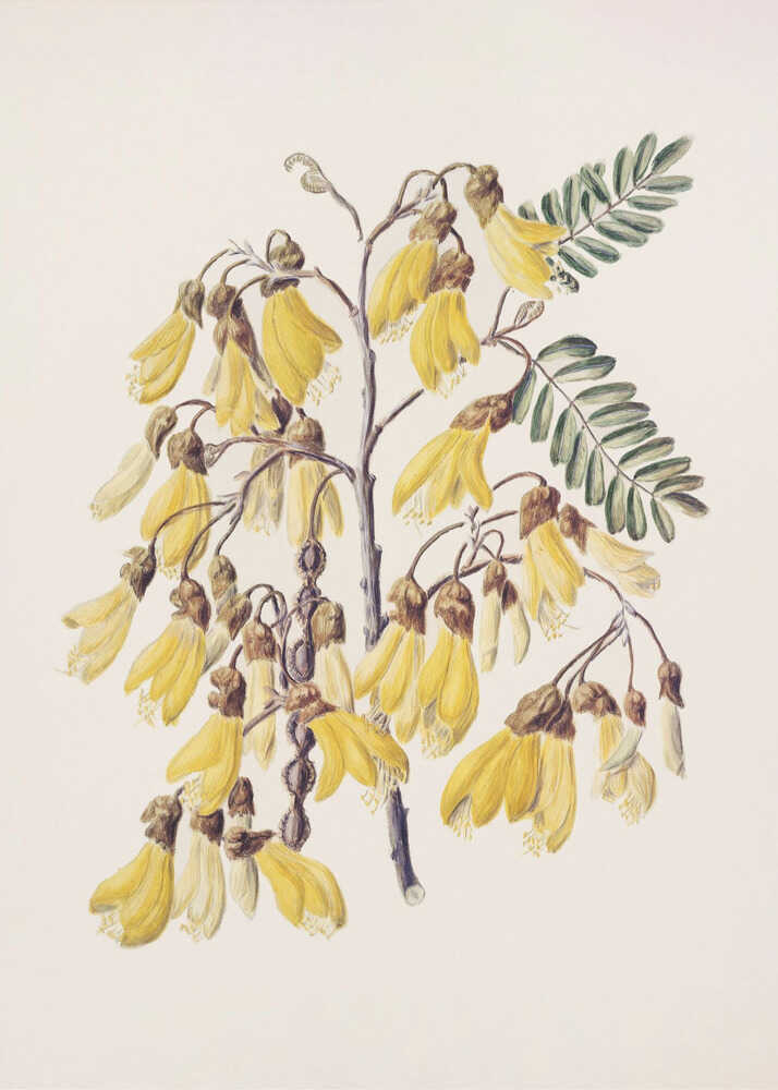 Kowhai Drawn By Sarah Featon (1848–1927) (NEW) - Posterbox