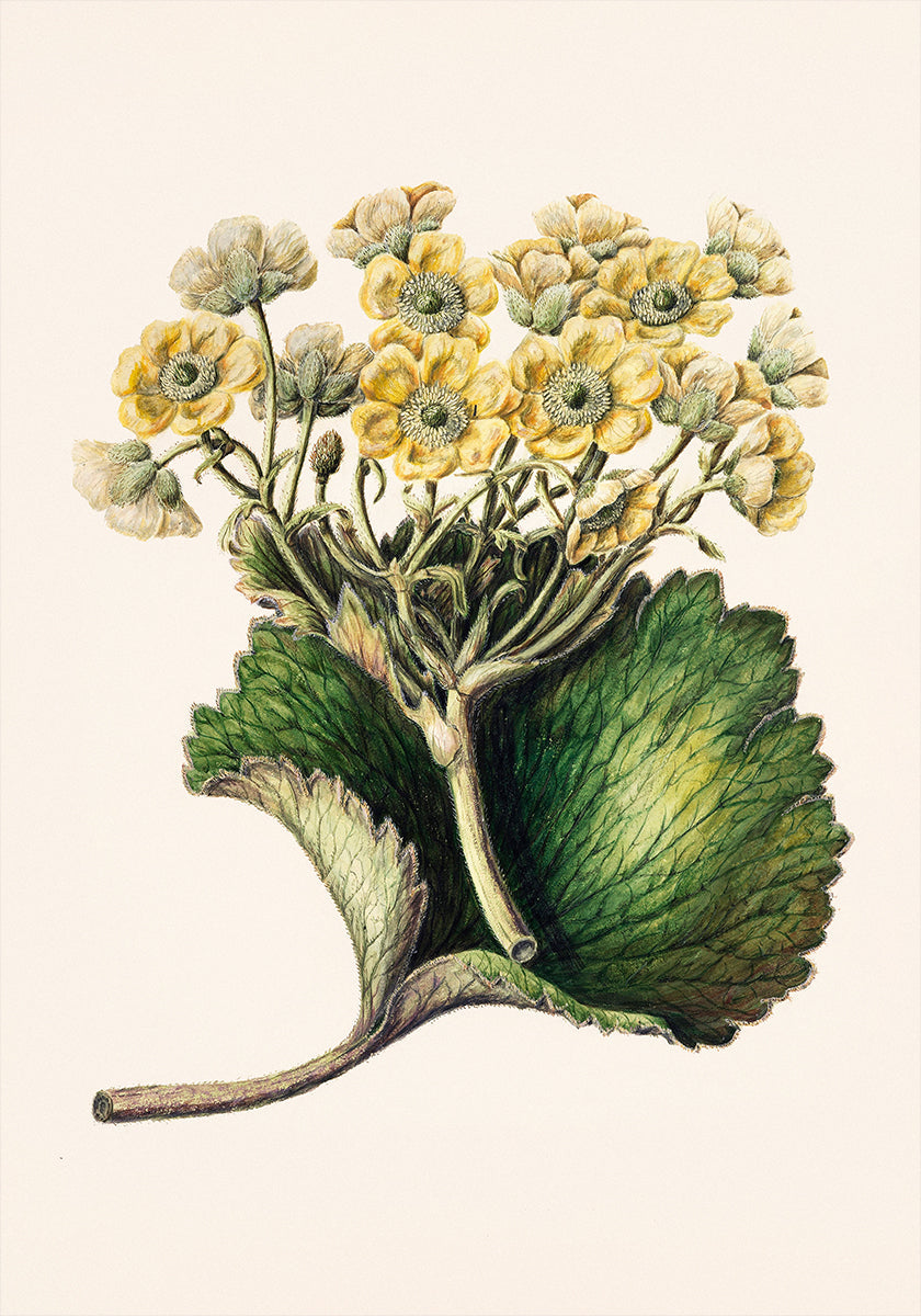 Korikor Drawn By Sarah Featon (1848–1927 (NEW) - Posterbox