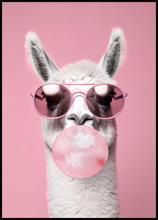 Llama With Bubble Gum Plakat - Posterbox.no