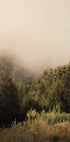 Foggy Forest Plakat - Posterbox.dk