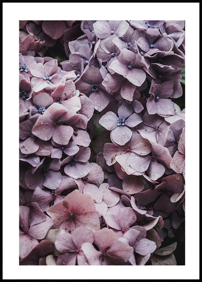 Affiche d'Hortensia rose 