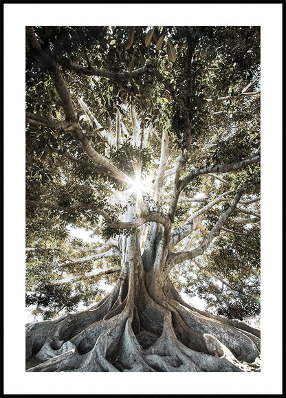 Affiche d'un arbre aux grosses racines 